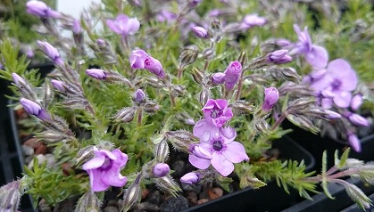 Phlox douglasii 'Eva' - 8cm pot 